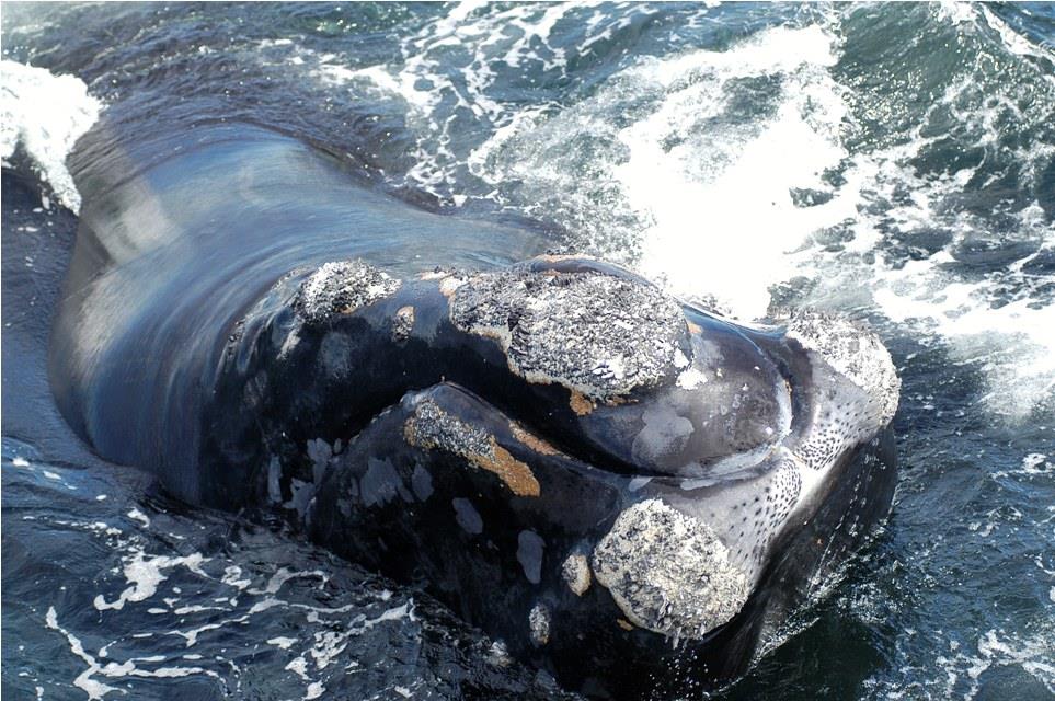 Fishing - north-atlantic-right-whale.jpg